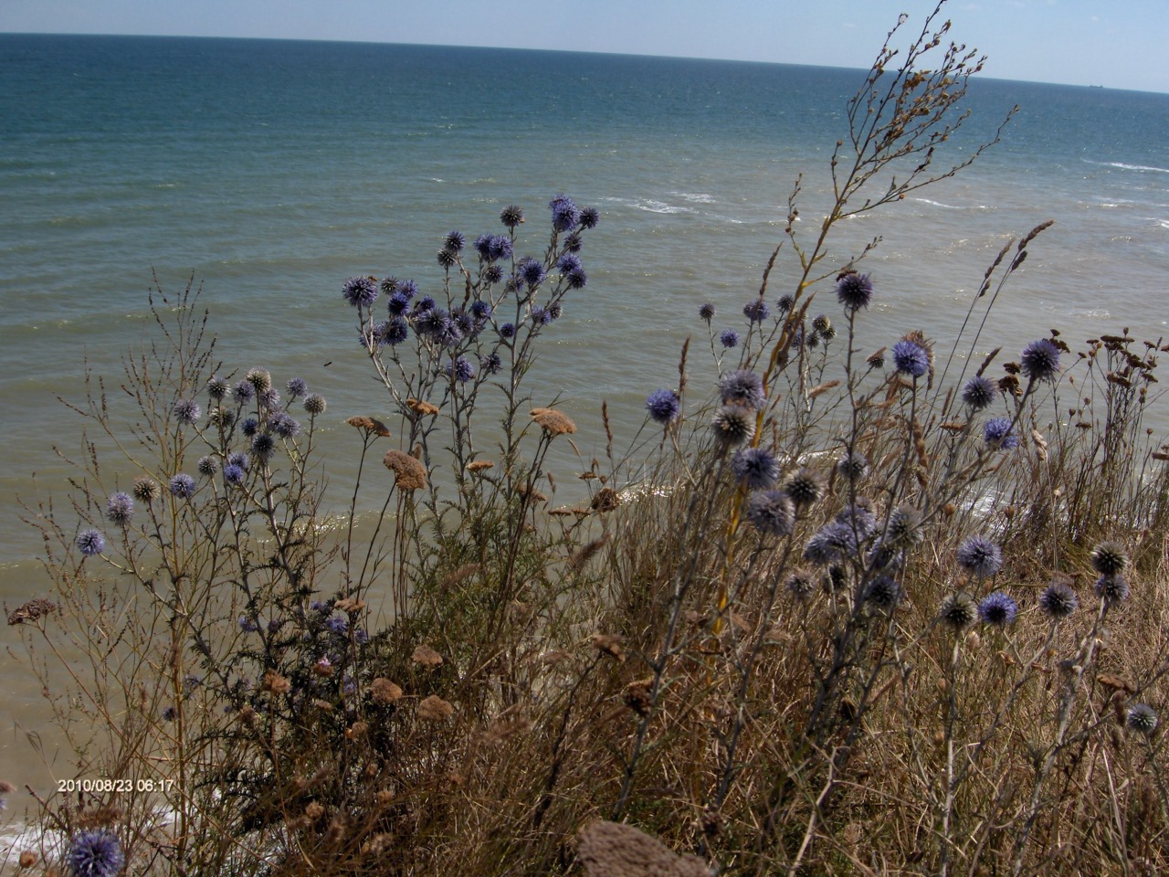 شکرتیغال - معرفی و خواص گیاهان دارویی